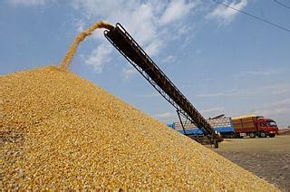 汉江常年现款采购玉米大豆高粱荞麦碎米等